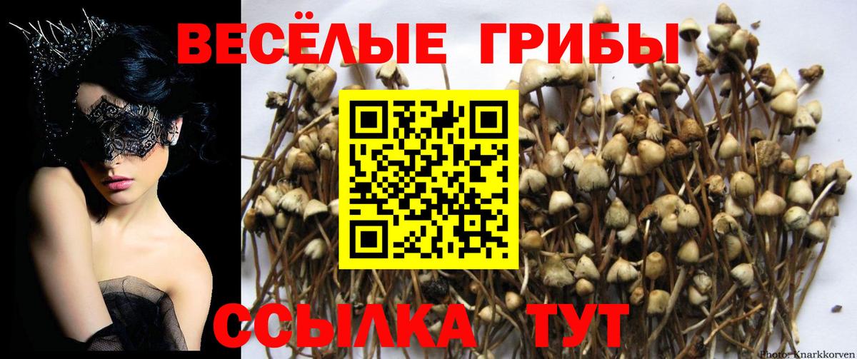 Заволжье  Псилоцибиновые грибы прущие грибы  Галлюциногенные грибы Psilocybine cubensis  Вход с VPN 